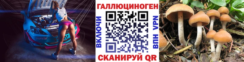 Псилоцибиновые грибы Psilocybe  Кольчугино 